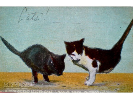 1909 dwunożne kotki w Lincoln Park Chicago USA