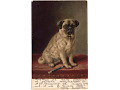 Zobacz kolekcję Pies w sztuce - portret