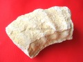 Fragment amonita 3