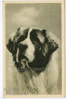 Puchalski - Pies bernardyn - lata 50-te