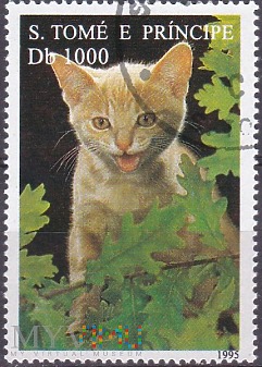 Domestic Cat (Felis silvestris catus)