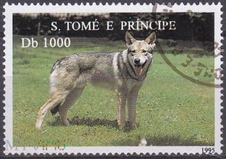 German Shepherd (Canis lupus familiaris)