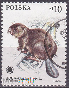 Eurasian Beaver (Castor fiber)