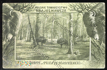 Białowieża - Żubry w Puszczy - 1910