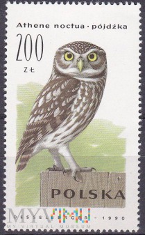 Duże zdjęcie Little Owl (Athene noctua)