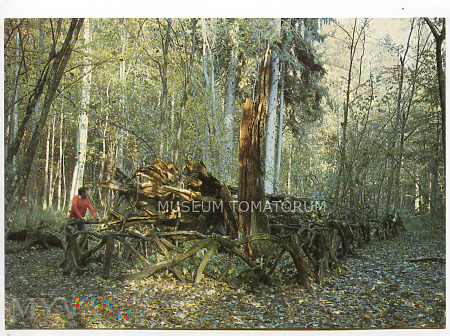 Duże zdjęcie Białowieża - rezerwat Przyrody - 1981