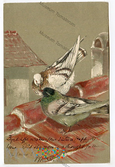 Gołąbki na dachu - 1905