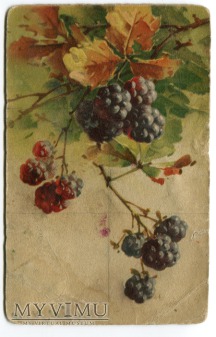 Catharina C. Klein owoce Fruit