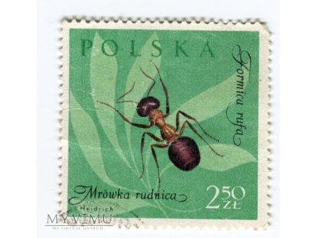 1961 mrówka rudnica formica rufa znaczek Polska