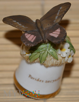 Naparstek z motylem/parides zacynthus