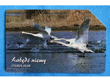 Zwierzęta chronione w Polsce (Ptaki)