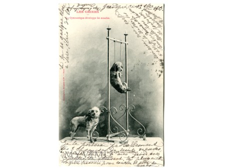 Duże zdjęcie 1903 Psia Gimnastyka Ćwiczenie buduje mięśnie cyrk