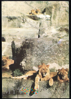 Lwy z warszawskiego ZOO - 1970