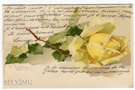 1903 Catharina C. Klein Zgorzelec zółta Róża