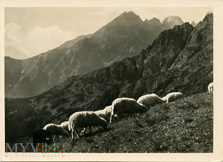 Owce na Przełęczy pod Kopą