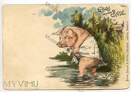 Duże zdjęcie Świnka w kąpieli - 1905