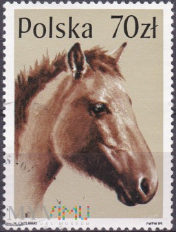 Huzule Horse (Equus ferus caballus)