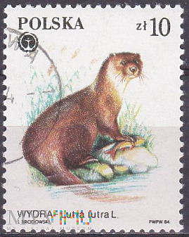 Eurasian Otter (Lutra lutra)