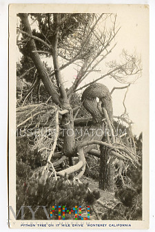 Monterey - Pytonie drzewo - lata 60-te XX w.