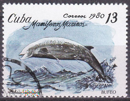 Duże zdjęcie Cuvier's Beaked Whale (Ziphius cavirostris)