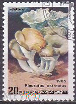Duże zdjęcie Pluerotus ostreatus