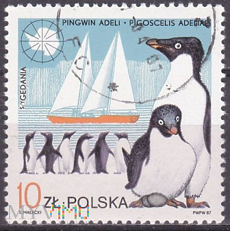 Adelie Penguin and 
