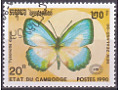 Danis Butterfly (Tysonotis danis)