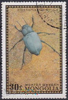Darkling Beetle (Sternoplax zichyi)