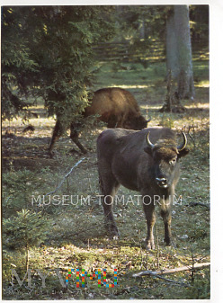 Duże zdjęcie Białowieża - rezerwat Przyrody - Żubr - 1981