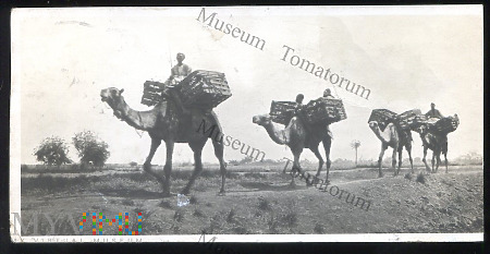 Kair - Karawana w drodze na pustynię - 1921