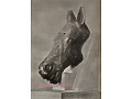 Augsburg - Głowa konia z muzeum