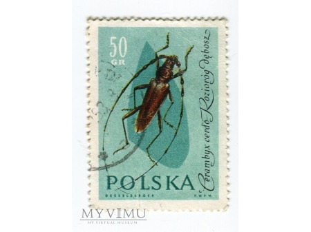 1961 chrząszcz kozioróg dębosz znaczek Polska