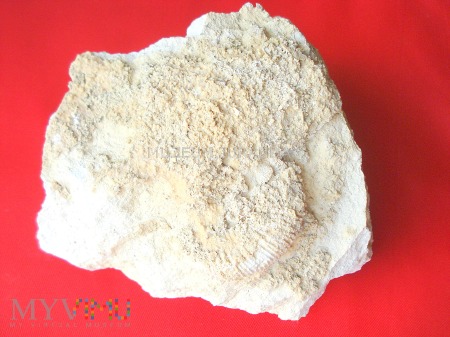 Duże zdjęcie Amonit 19