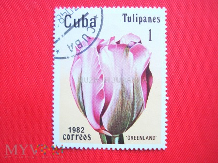 Duże zdjęcie Tulipan "Greenland"