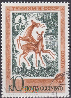 Sika Deer (Cervus nippon) - Hunting
