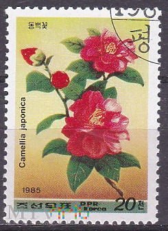 Duże zdjęcie Camellia japonica