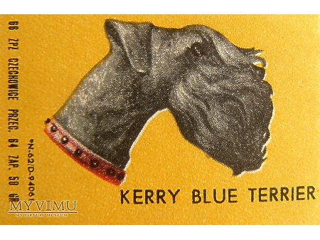 KERRY BLUE TERRIER