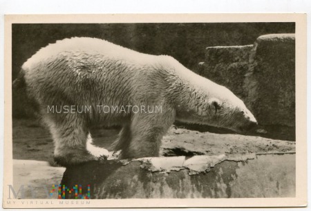 Bukowski - Niedźwiedź polarny - lata 50-te