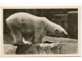Bukowski - Niedźwiedź polarny - lata 50-te