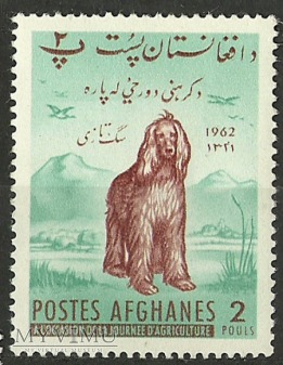 Pies chart afgański