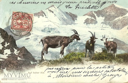 Szwajcaria - lodowiec - kozy - 1906 r.