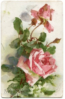 Duże zdjęcie Catharina C. Klein piękne róże kwiaty Flowers