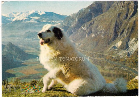 Duże zdjęcie Pireneje - Chien des Pyrénées - lata 60/70-te