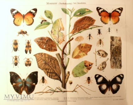 1888 Ewolucje owadów chromolitografia