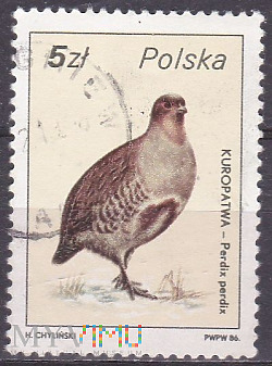 Gray Partridge (Perdix perdix)