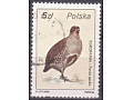 Gray Partridge (Perdix perdix)