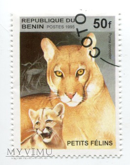 Koty i ich małe Benin 1995 708ba do 708be