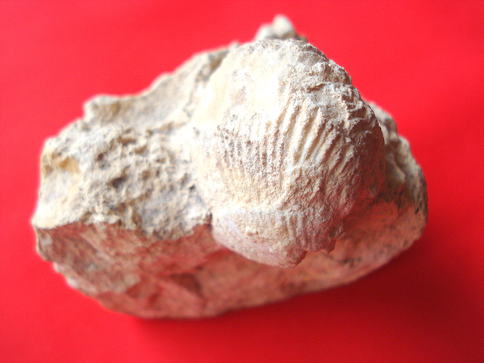 Clam Shells (Fossilized)