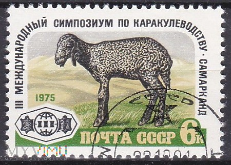 Karakul Lamb (Ovis ammon aries)