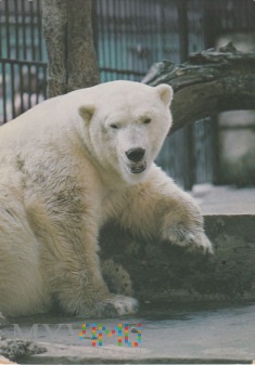 Niedźwiedź polarny